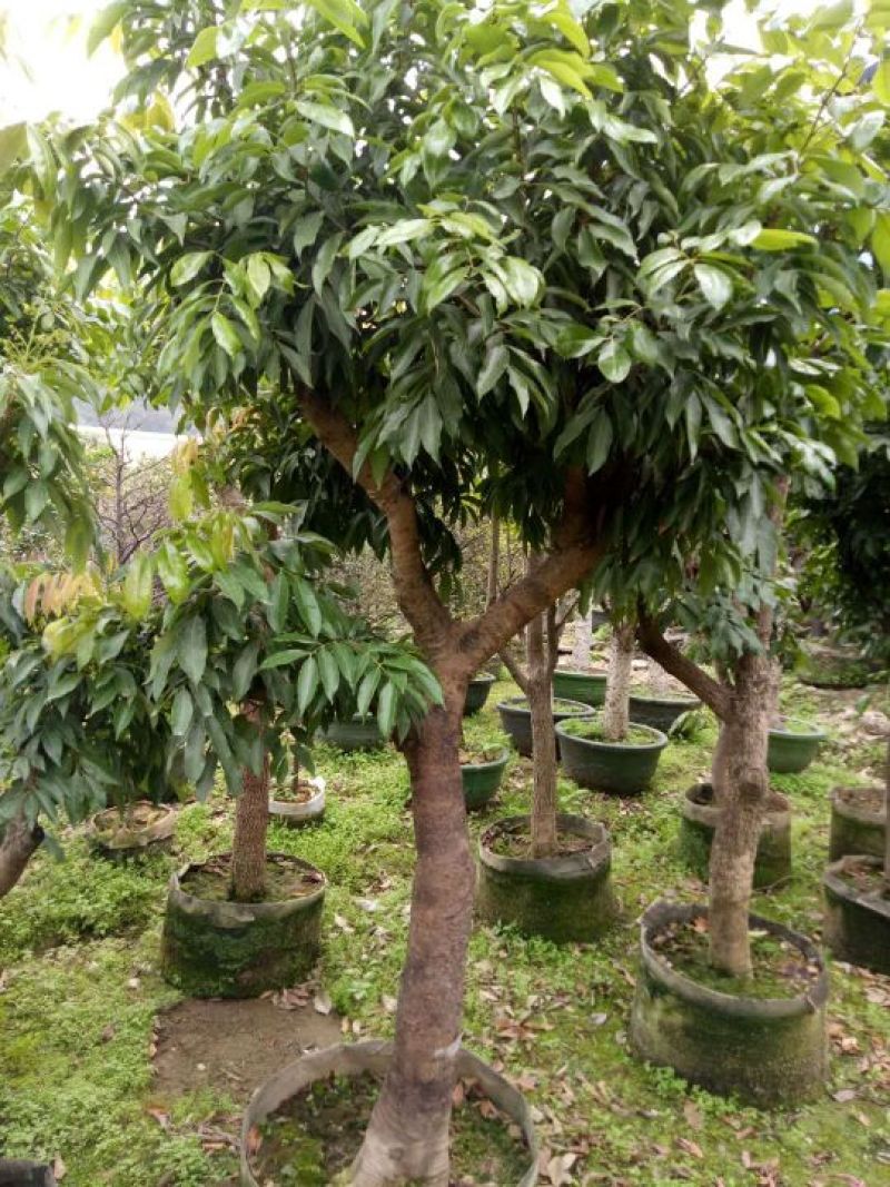 荔枝苗20~30cm