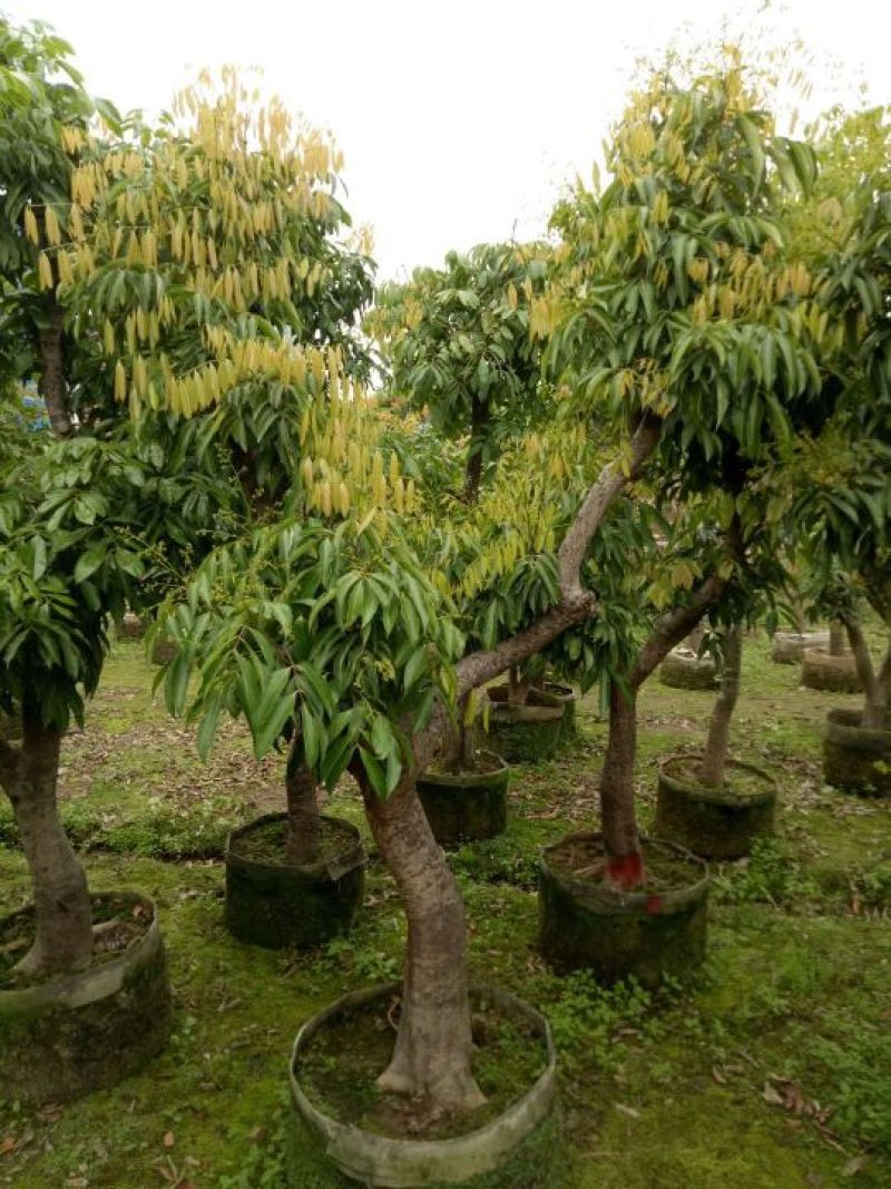 荔枝苗20~30cm