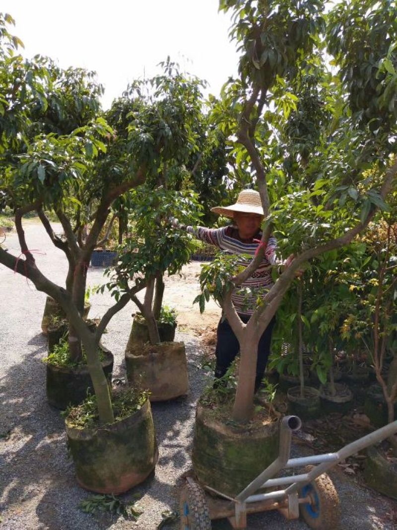 荔枝苗20~30cm
