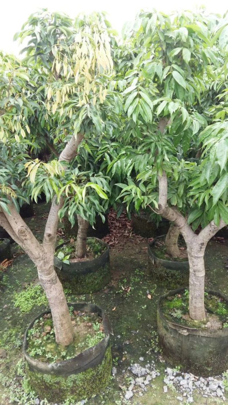 荔枝苗20~30cm