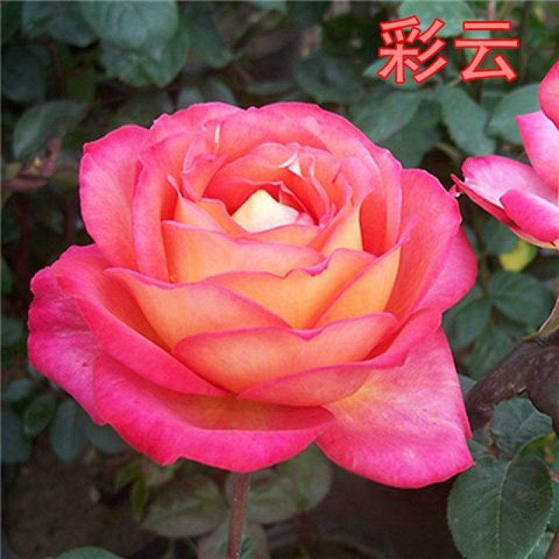 大花月季20~30cm