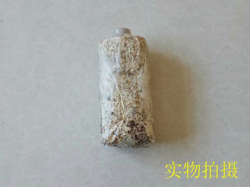 天麻种植萌发菌天麻菌种下蒴果播花粉用厂家批发