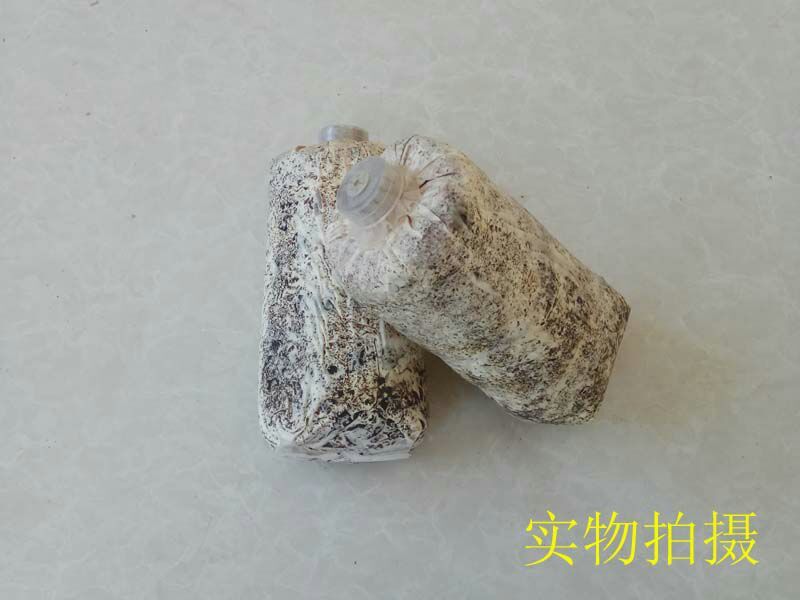 天麻种植萌发菌天麻菌种下蒴果播花粉用厂家批发