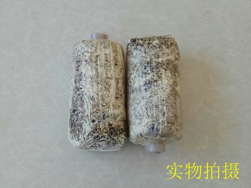 天麻种植萌发菌天麻菌种下蒴果播花粉用厂家批发