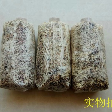 天麻种植萌发菌天麻菌种下蒴果播花粉用厂家批发