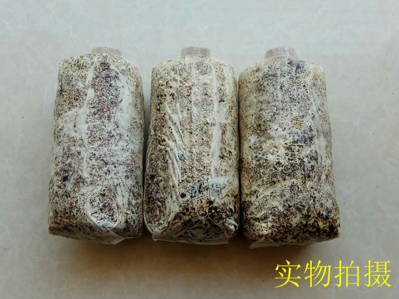 天麻种植萌发菌天麻菌种下蒴果播花粉用厂家批发