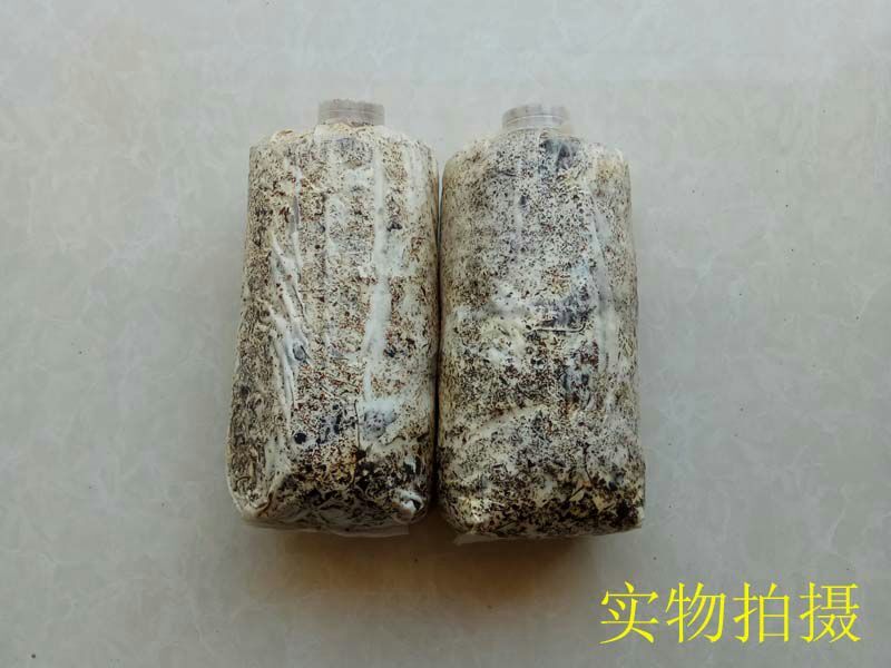 天麻种植萌发菌天麻菌种下蒴果播花粉用厂家批发