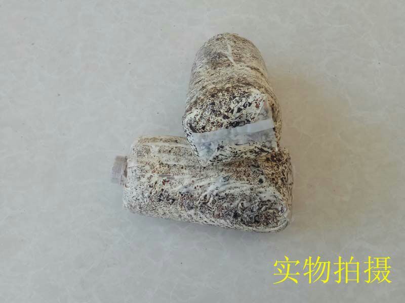 天麻种植萌发菌天麻菌种下蒴果播花粉用厂家批发