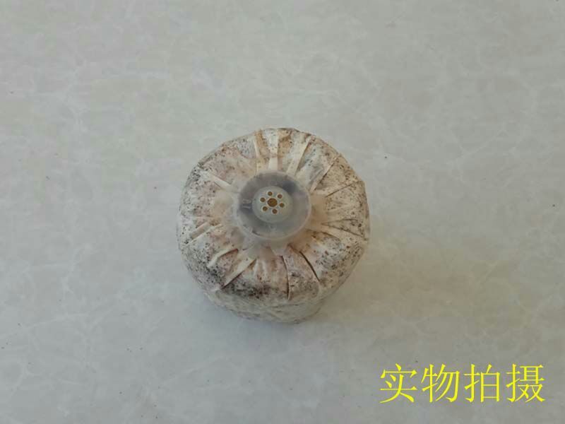 天麻种植萌发菌天麻菌种下蒴果播花粉用厂家批发
