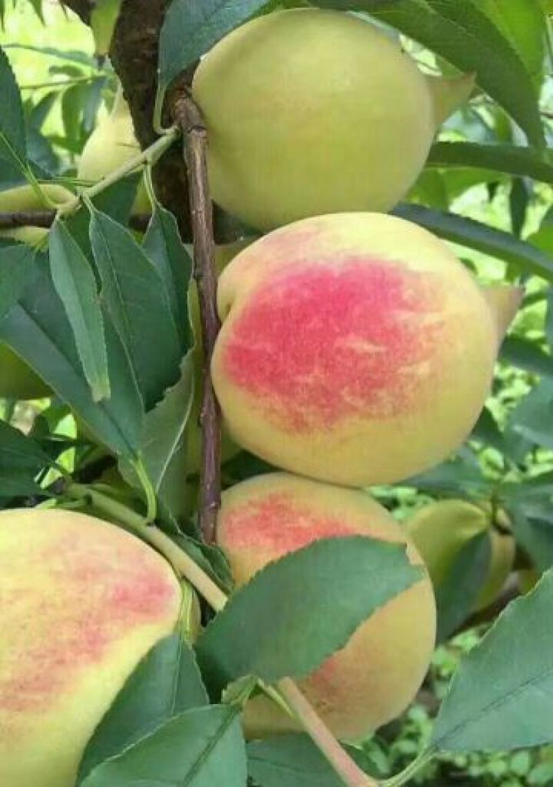 鹰嘴蜜桃苗