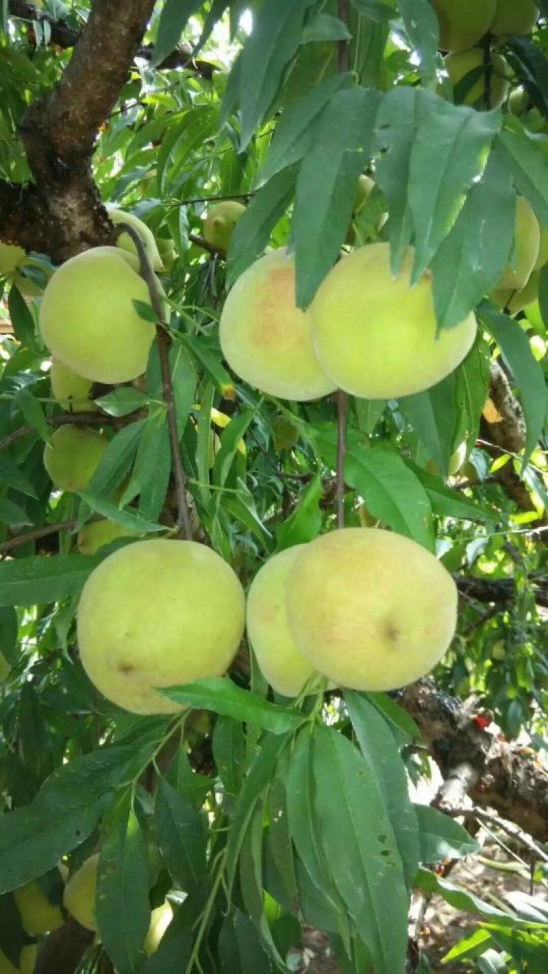鹰嘴蜜桃苗