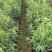 鹰嘴蜜桃苗