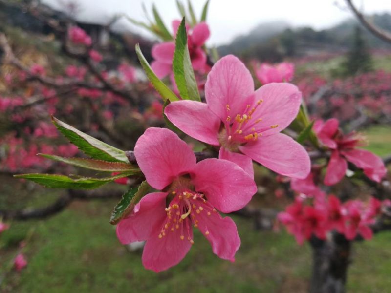 鹰嘴蜜桃苗