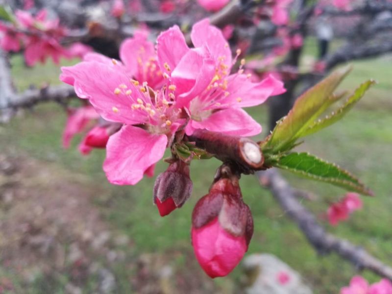鹰嘴蜜桃苗