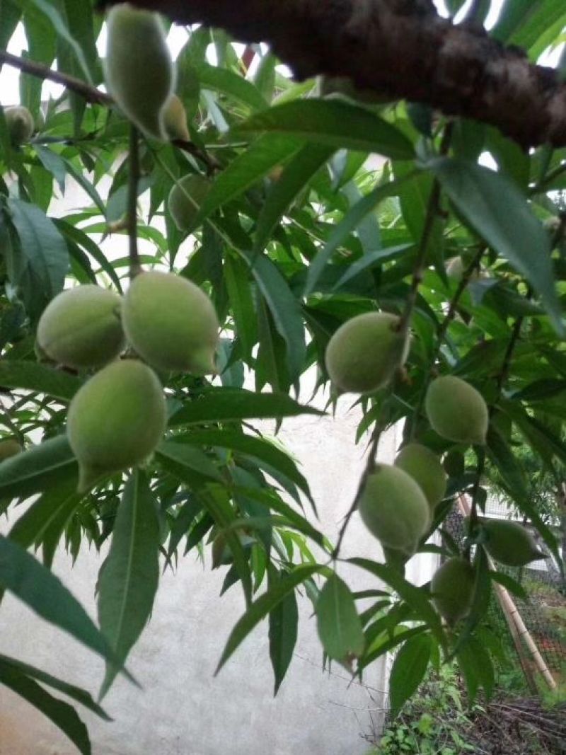 鹰嘴蜜桃苗