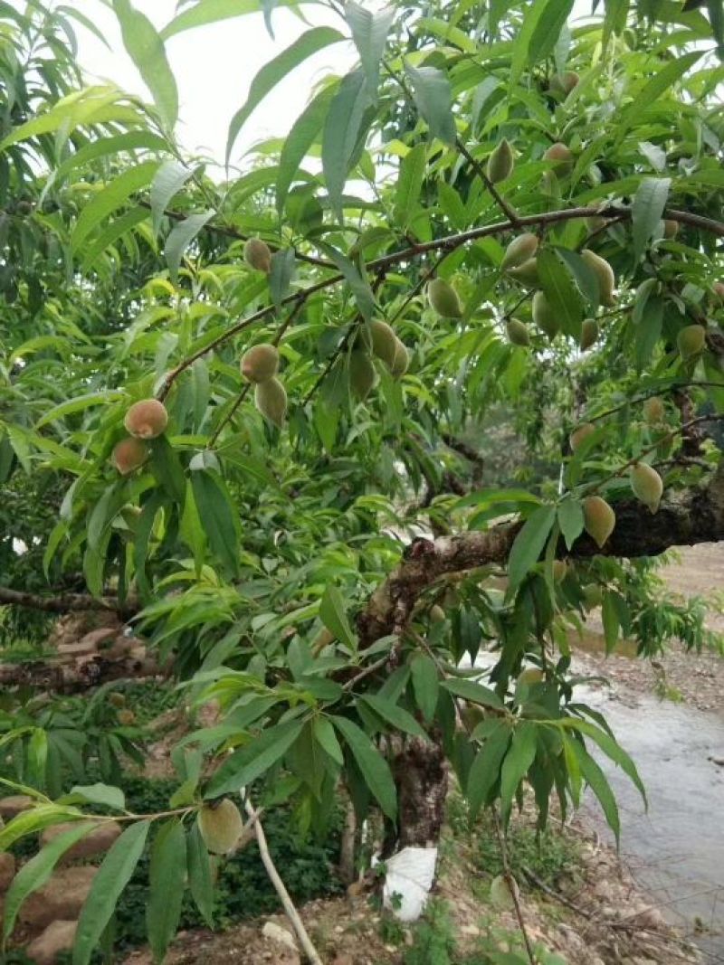 鹰嘴蜜桃苗