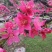 鹰嘴蜜桃苗