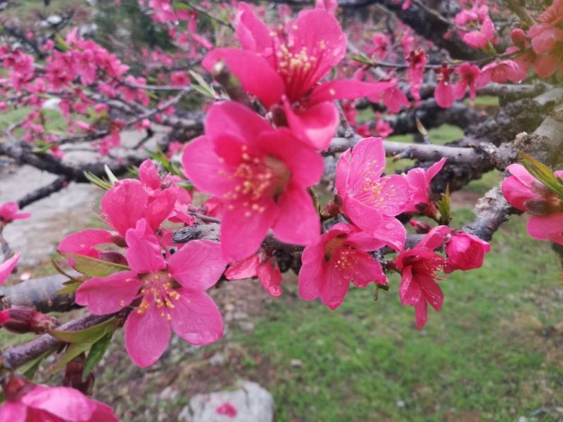 鹰嘴蜜桃苗