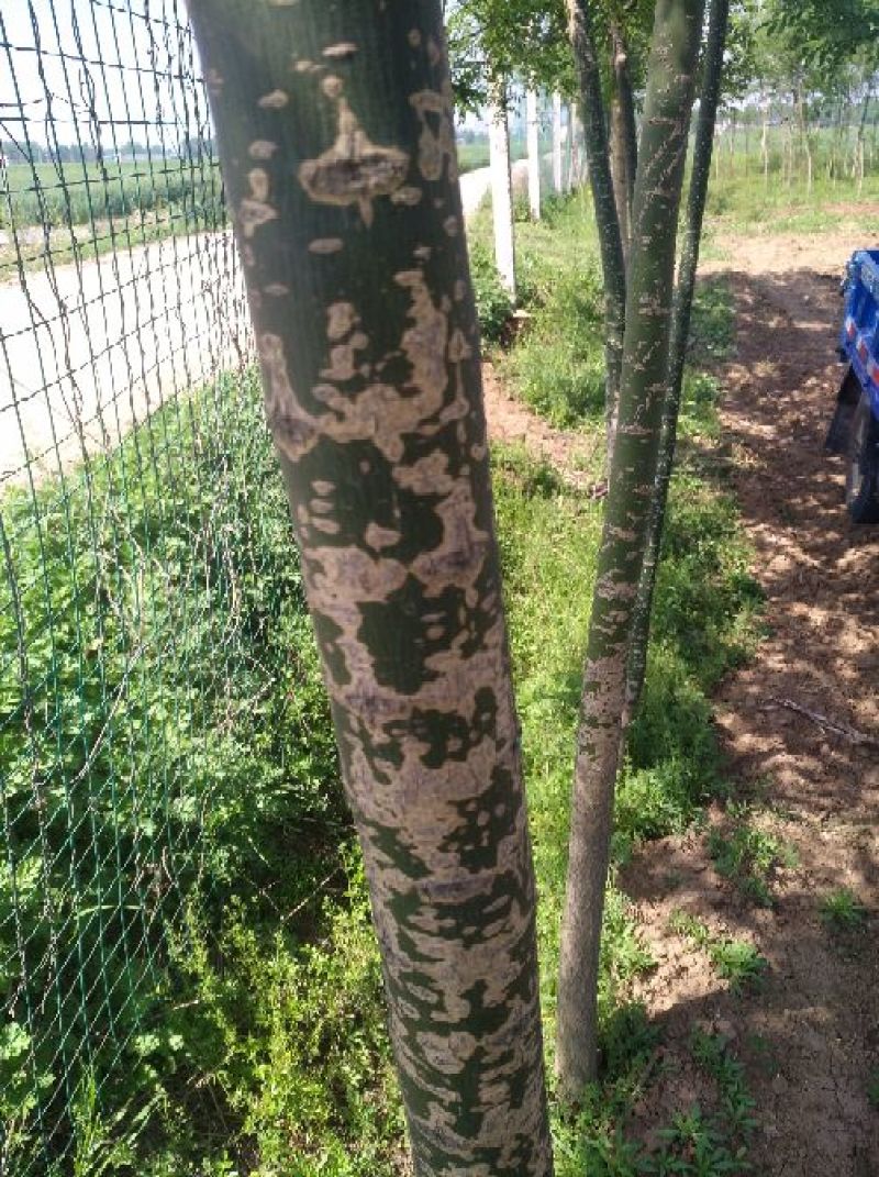 国槐6~8cm