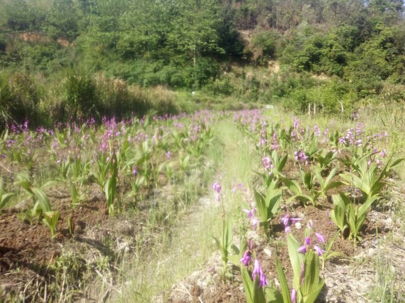 白芨露天种植大田苗，紫花三叉大白芨多芽高产高含量