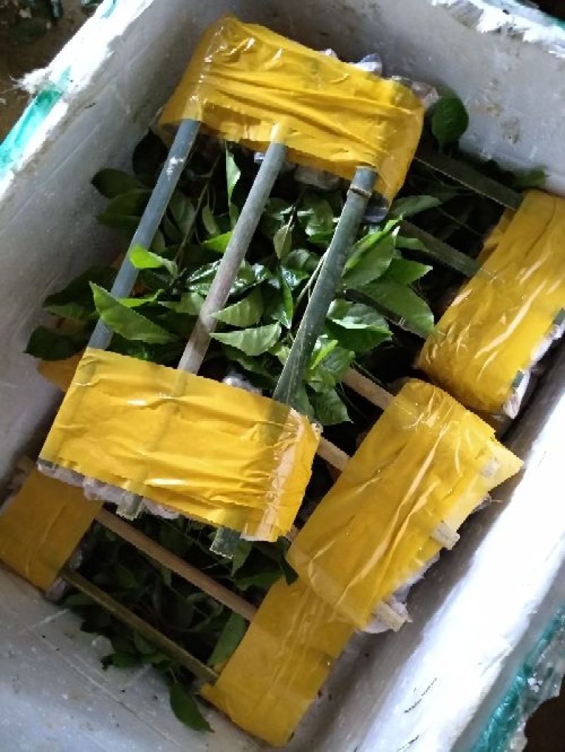 黄金百香果苗芭乐味黄金百香果苗大量现货
