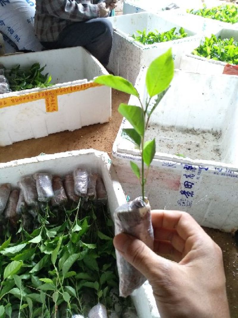 黄金百香果苗芭乐味黄金百香果苗大量现货