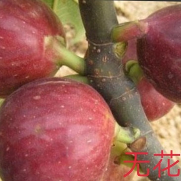 波姬红无花果苗30~50cm