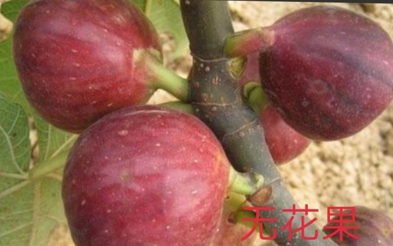 波姬红无花果苗30~50cm