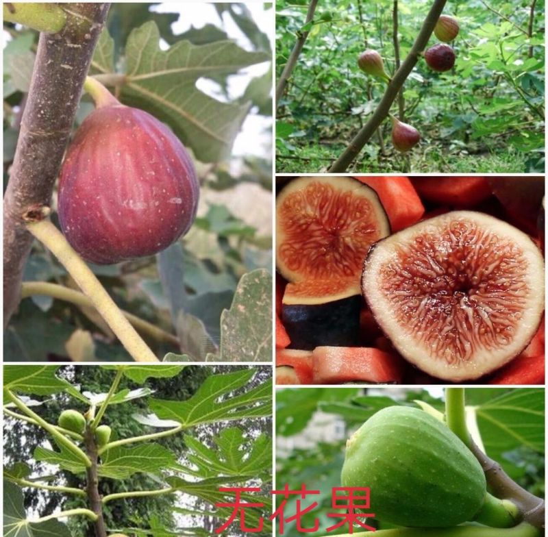 波姬红无花果苗30~50cm