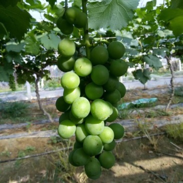 巨峰葡萄苗30cm以下0.5年