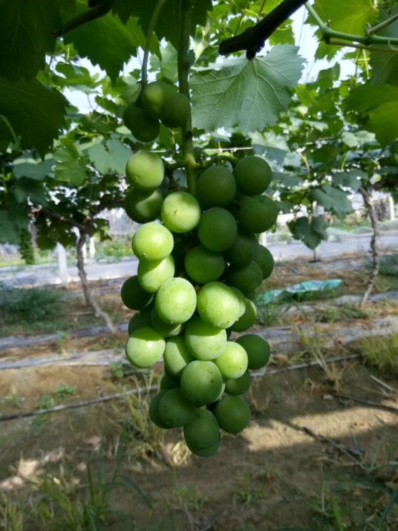 巨峰葡萄苗30cm以下0.5年