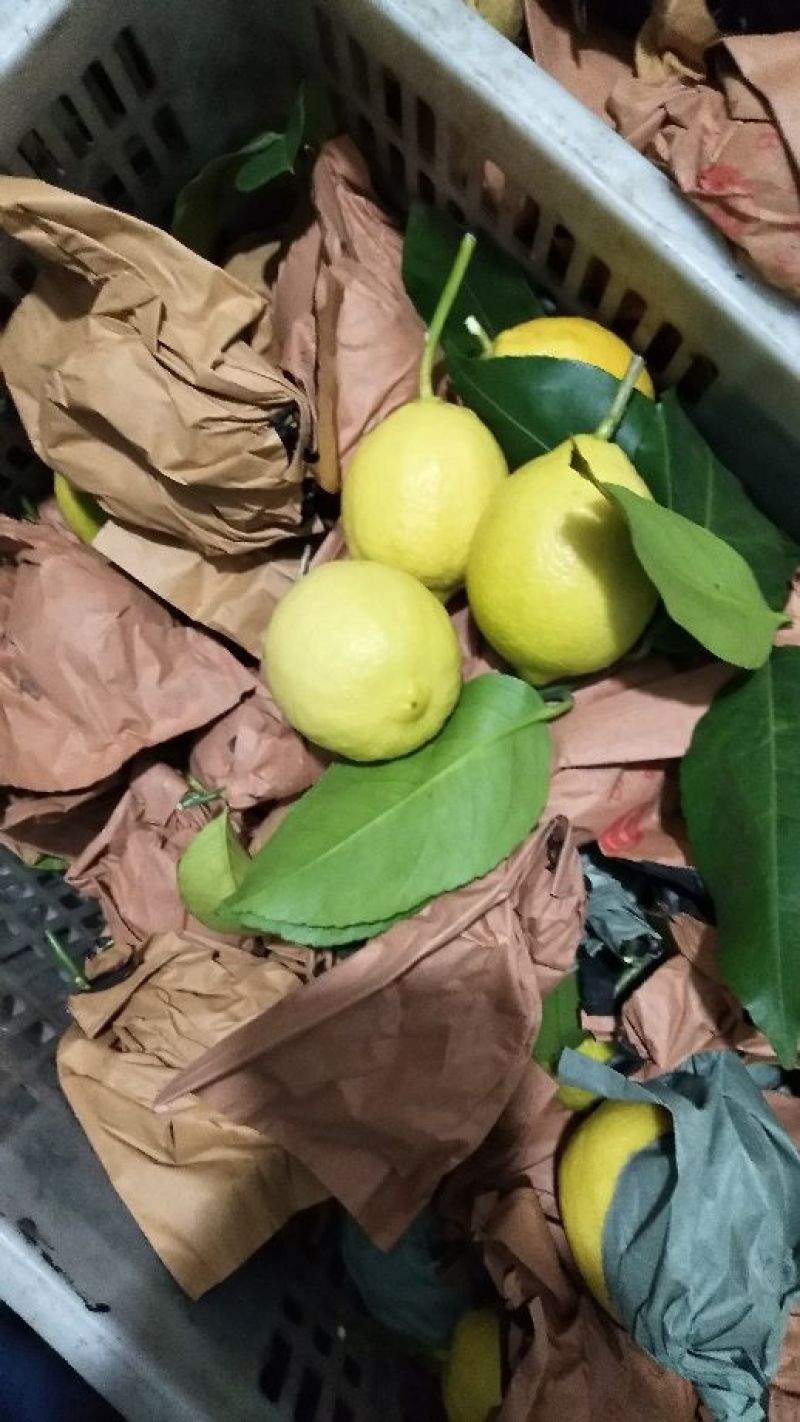 尤力克柠檬1~1.5两