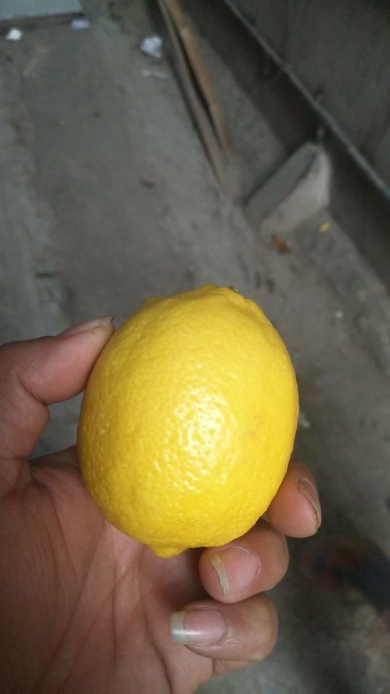 尤力克柠檬1~1.5两