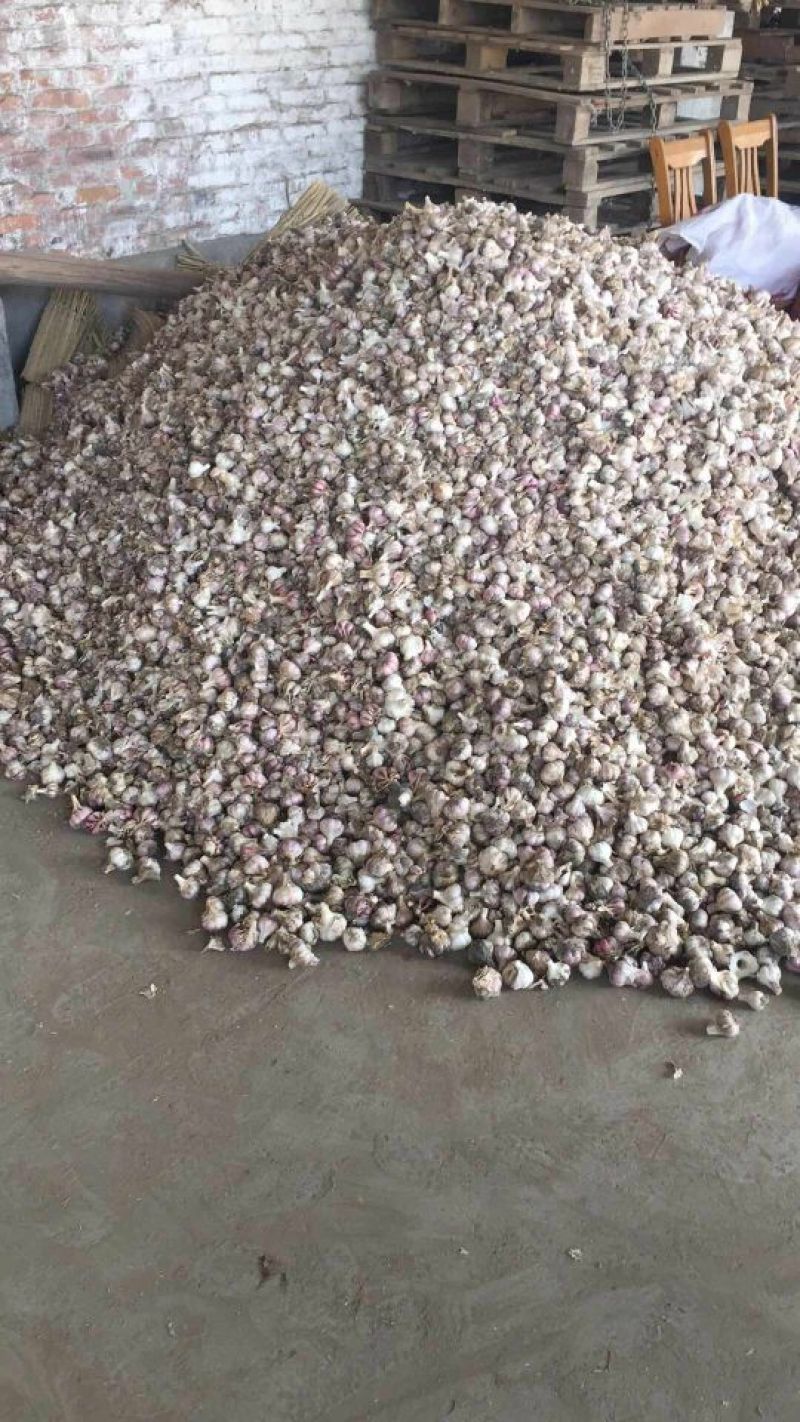 红七星一代蒜独蒜种子
