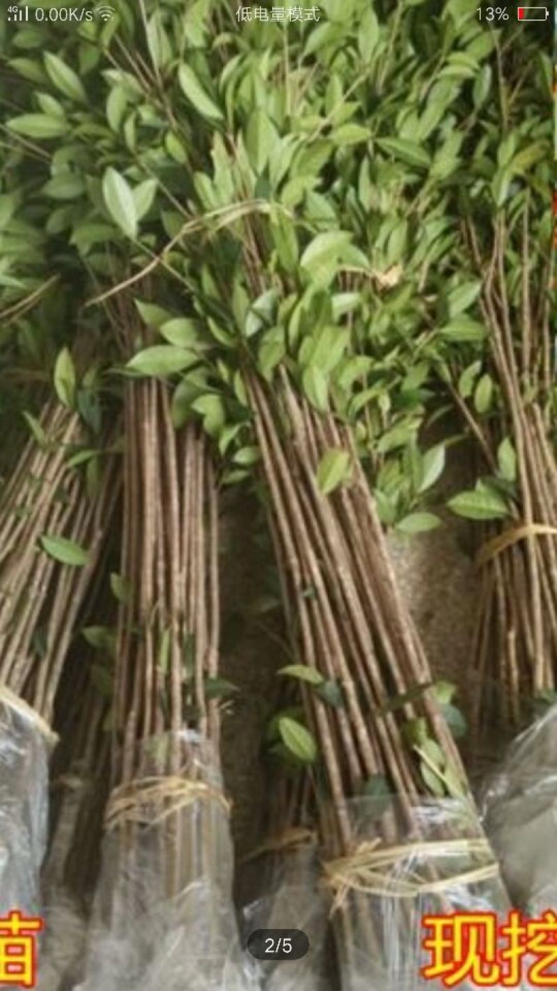 桂花苗1.5米以上径直货量大全国各地发货