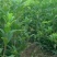 桂花苗1.5米以上径直货量大全国各地发货