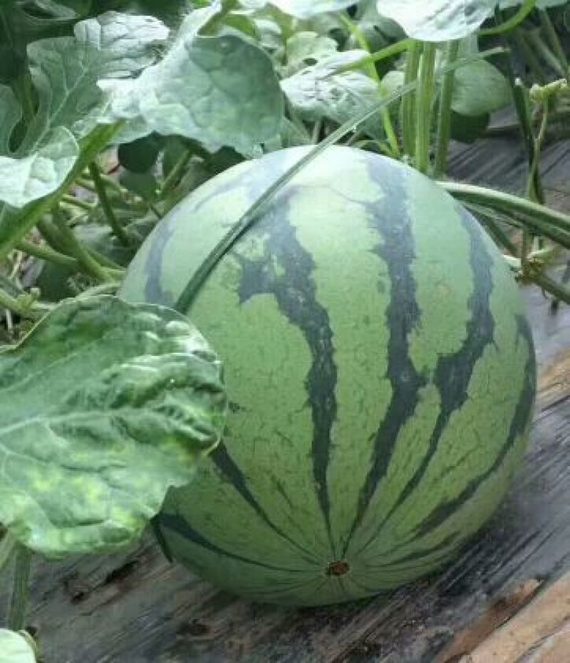 【精选】麒麟西瓜个头均匀皮薄肉厚甜度好基地直发一手货源