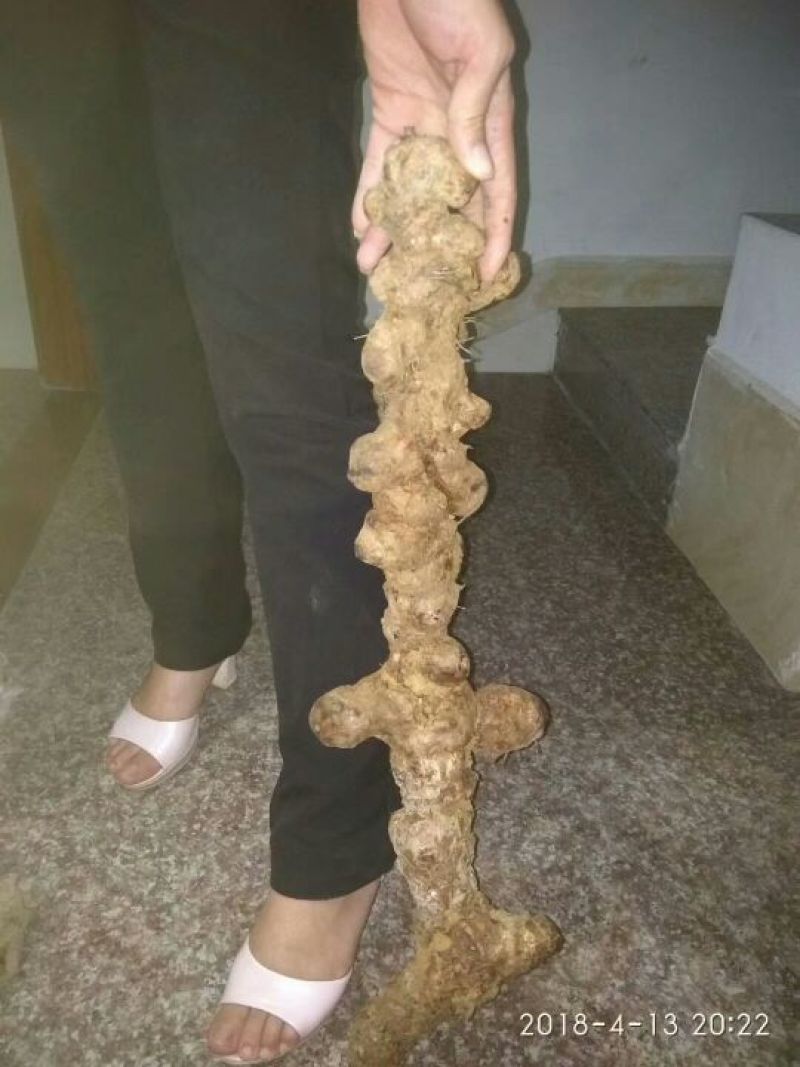 土茯苓统个