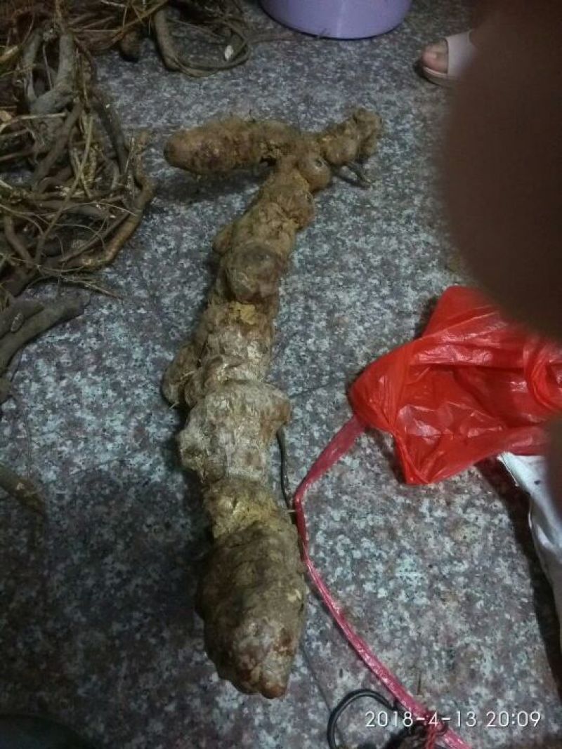 土茯苓统个