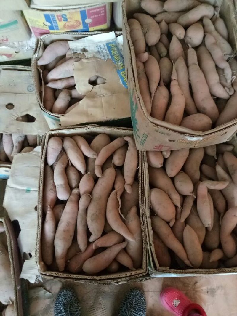 红心红薯通货红心3两以上