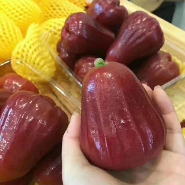 黑金刚莲雾苗