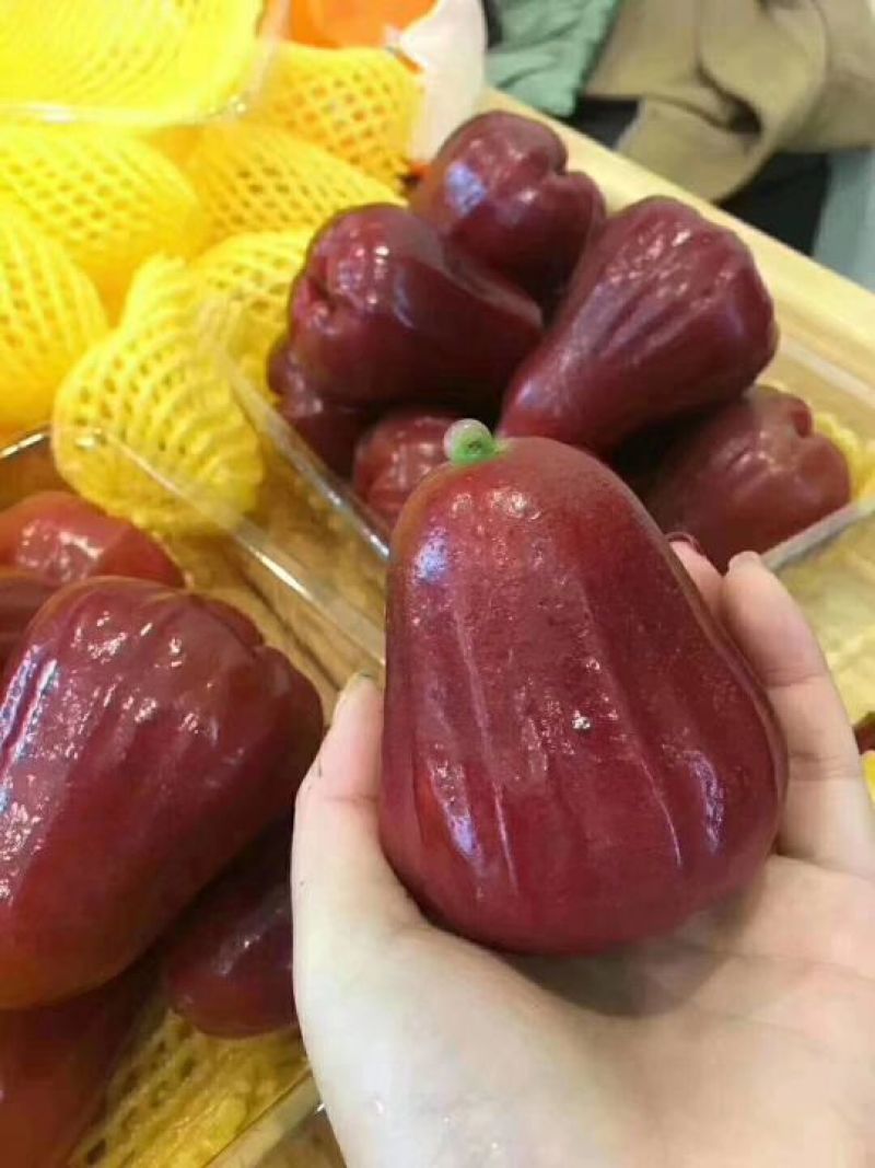 黑金刚莲雾苗