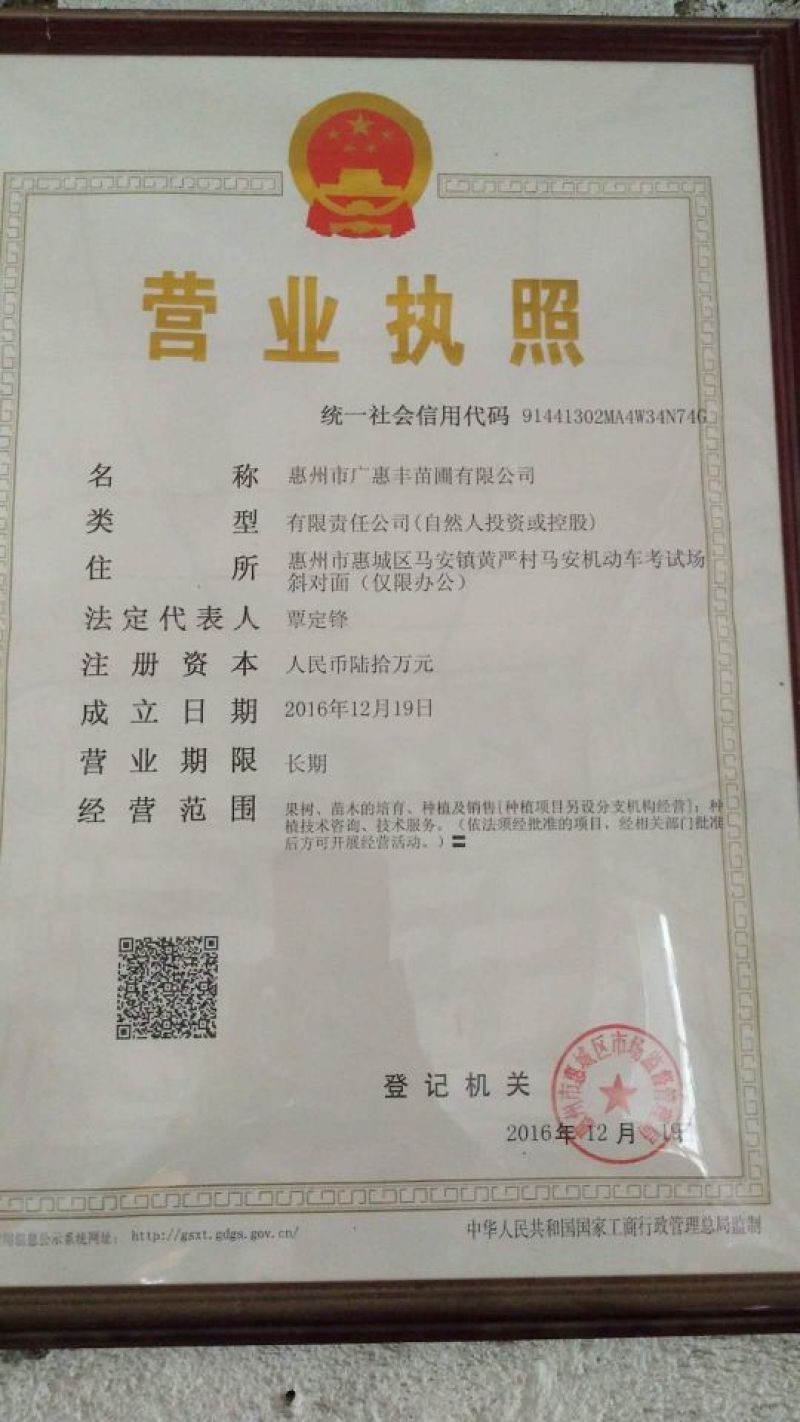 黑金刚莲雾苗