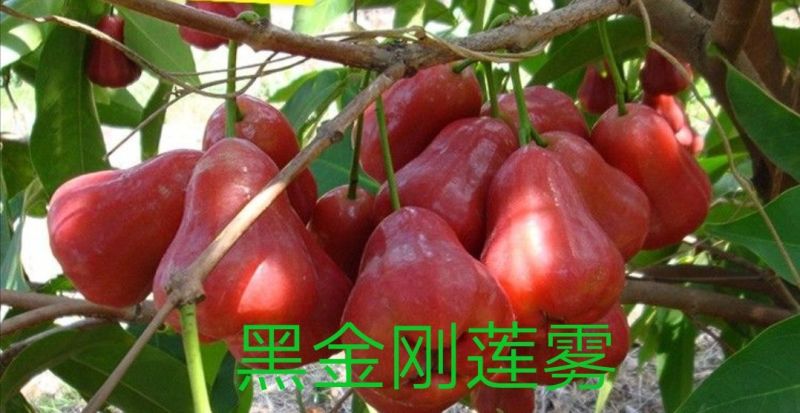 黑金刚莲雾苗