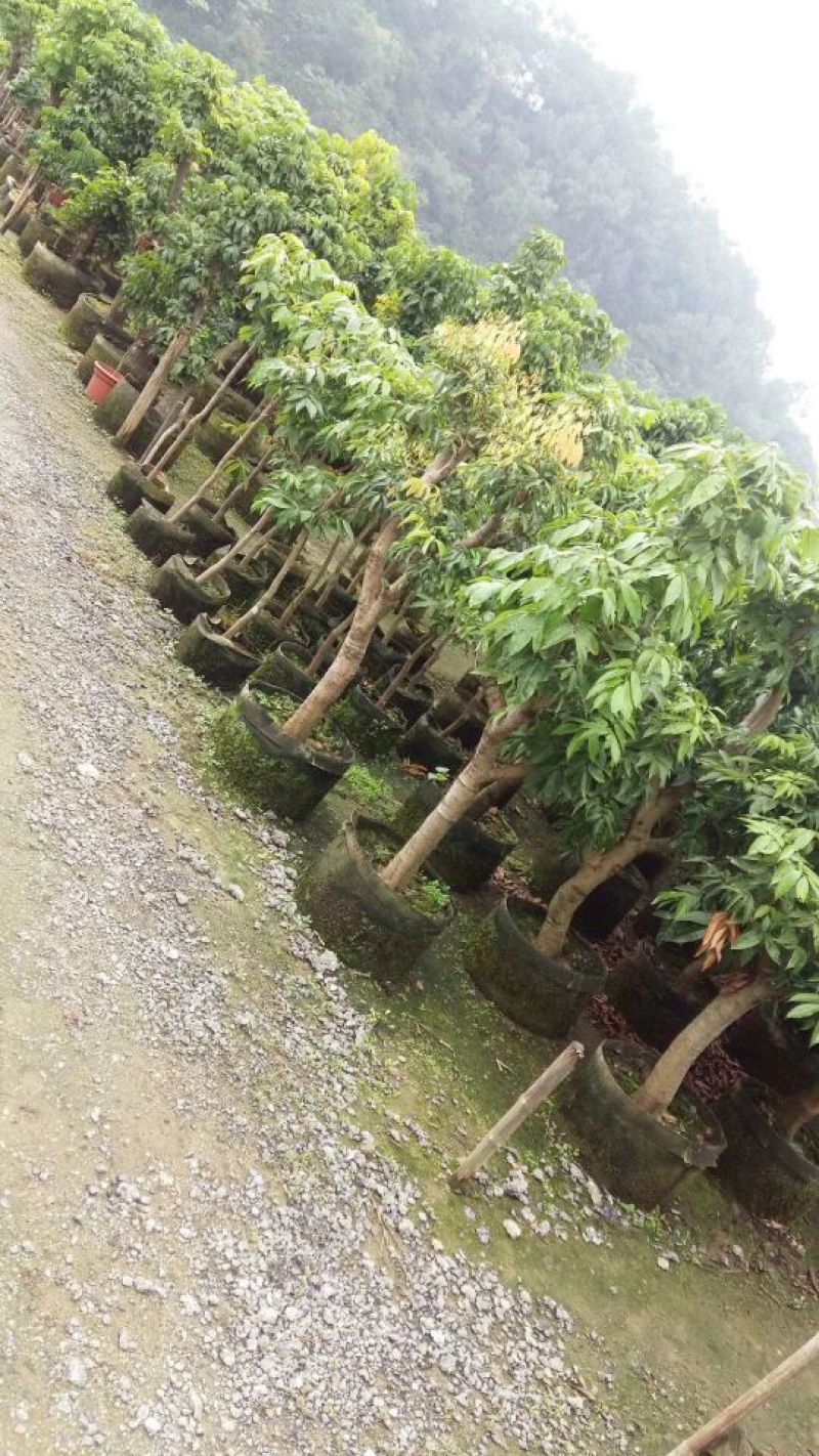 龙眼树苗50~80cm