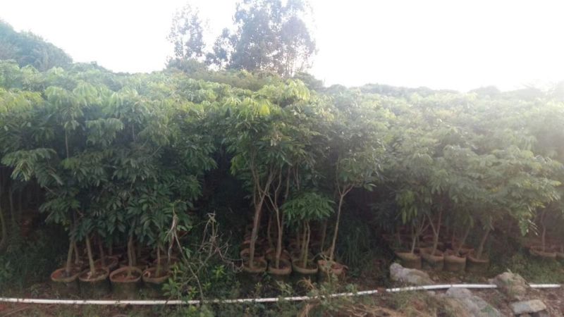 龙眼树苗50~80cm