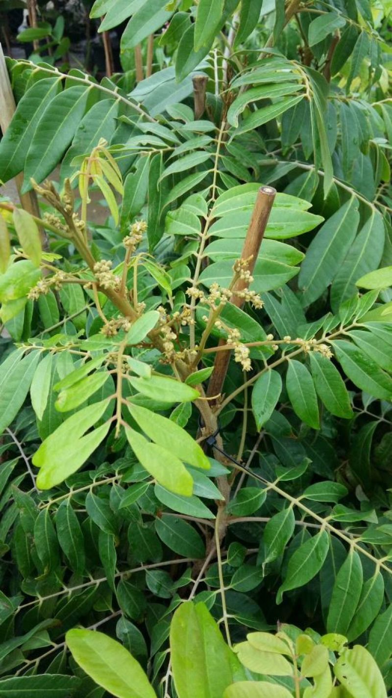龙眼树苗50~80cm
