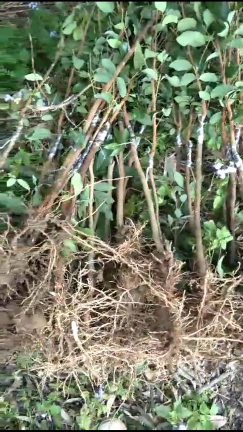 龙眼树苗50~80cm