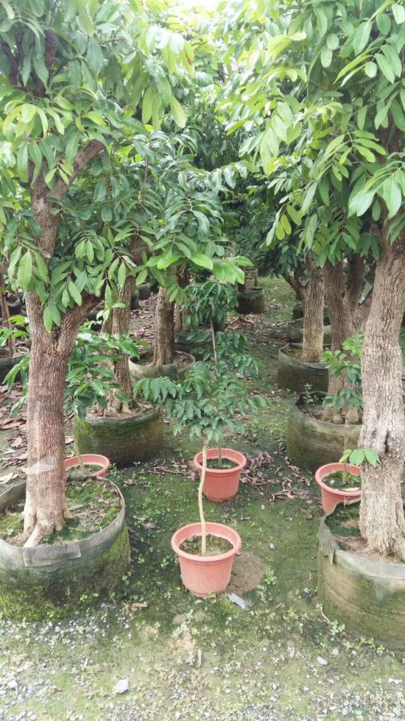 龙眼树苗50~80cm