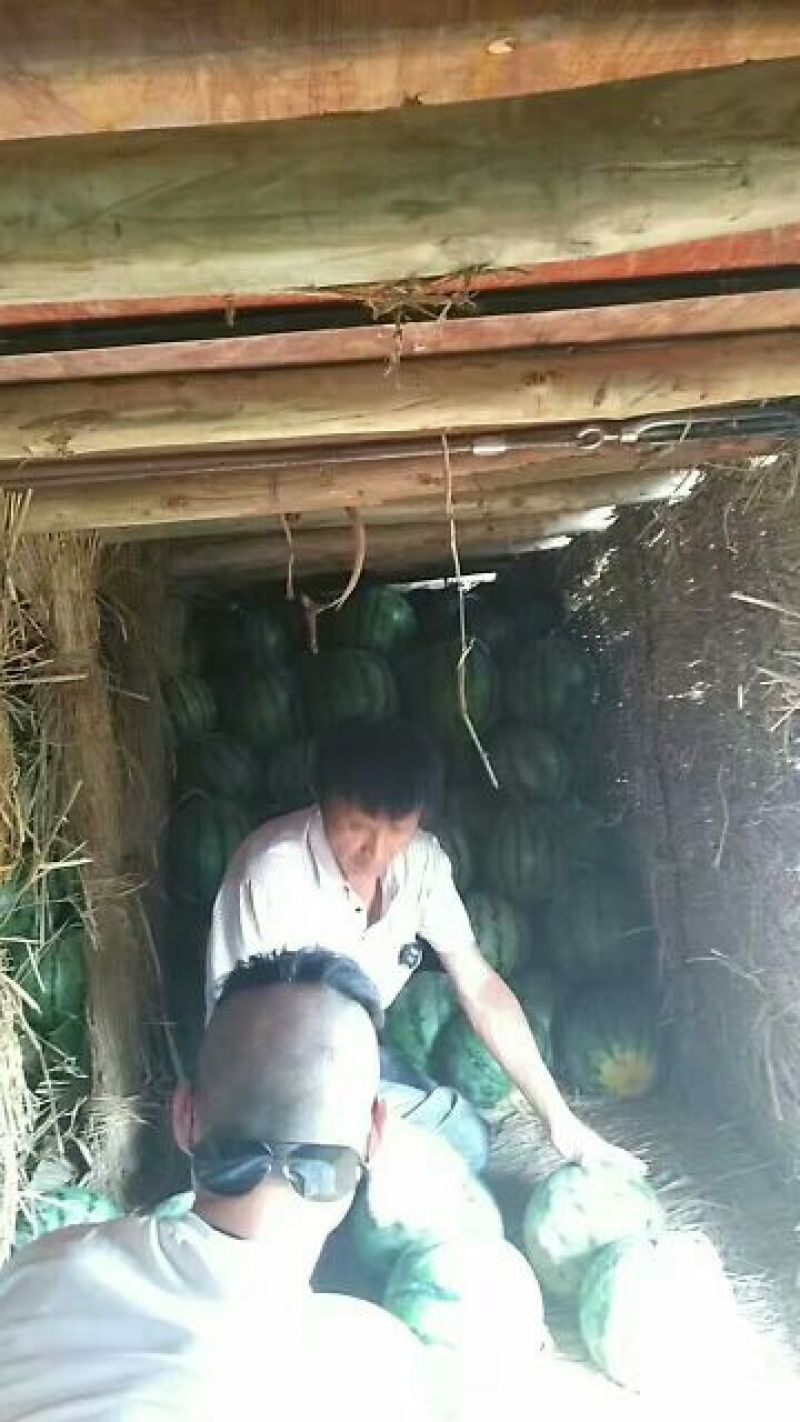 西瓜京欣甜王产地直供个大皮薄
